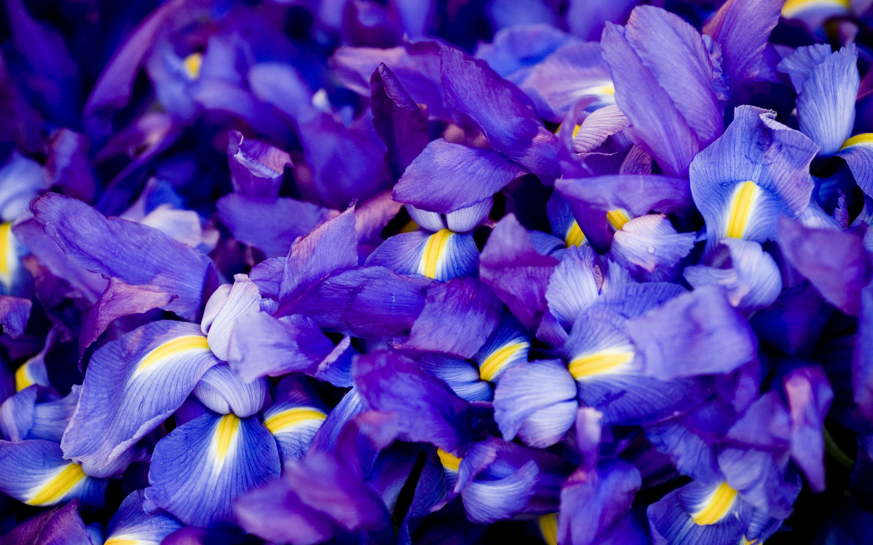 FIFA 主席因凡蒂诺：2026 世界杯将是史上最团结、最盈利的一届盛会。